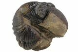 Bumpy Enrolled Morocops (Phacops) Trilobite #86443-3